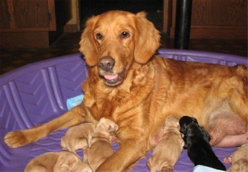 Ivy - Golden Retriever