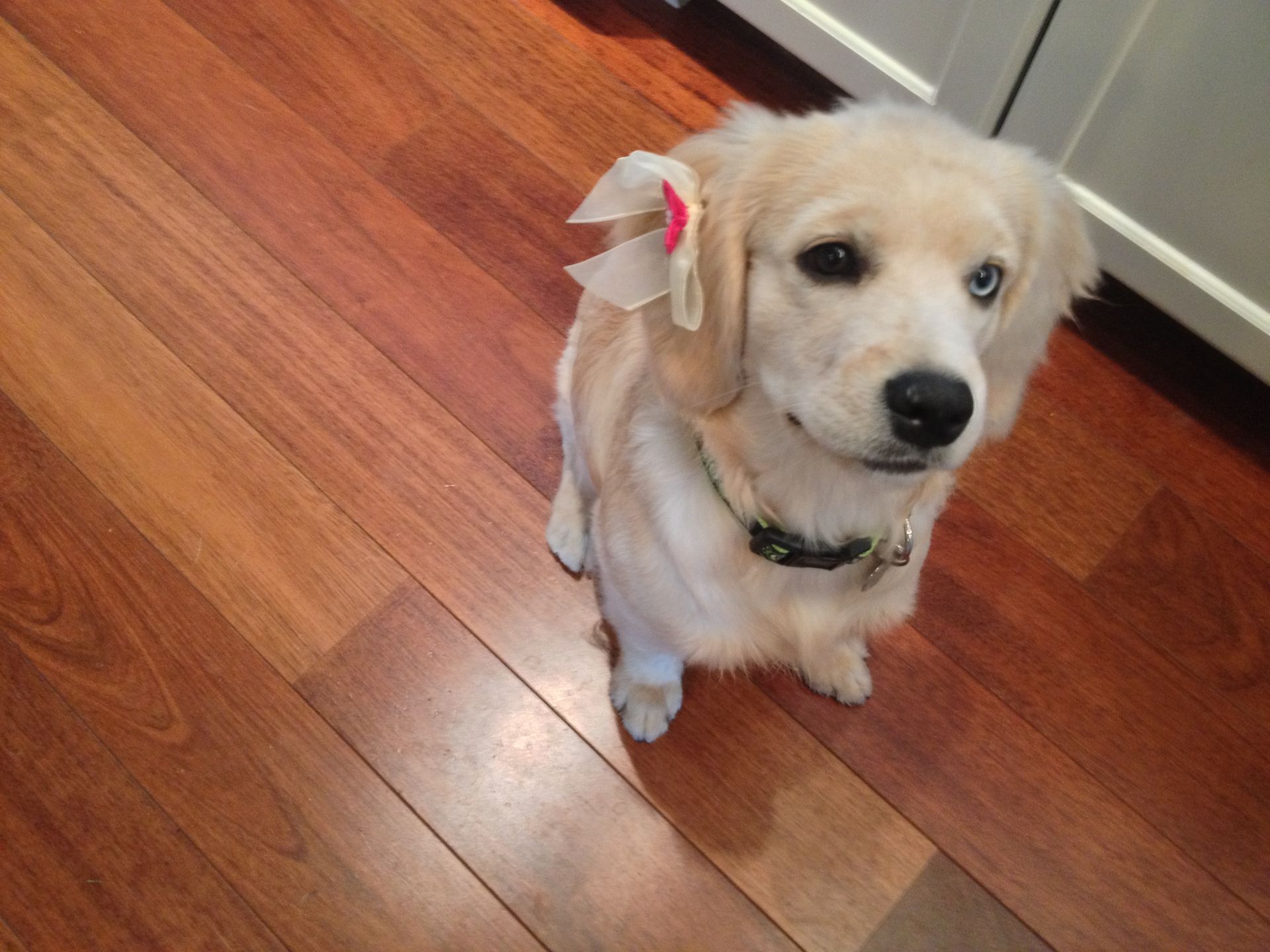Lily