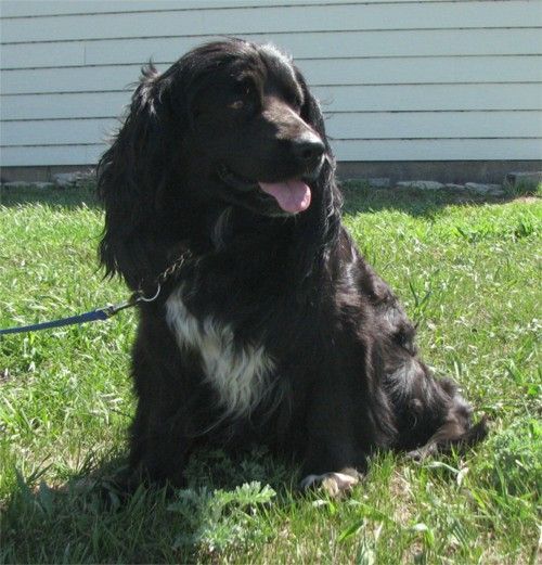 Mindy - Dakota Sport Retriever