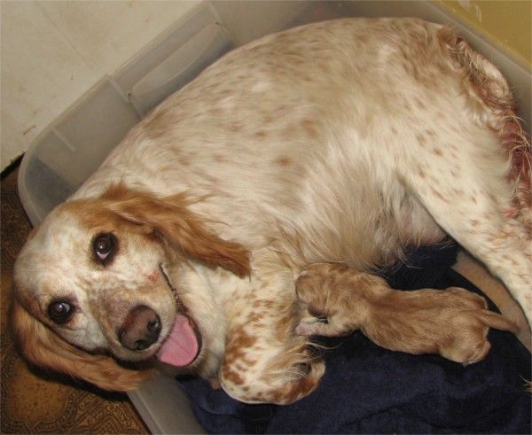 Nutmeg - English Cocker Spaniels