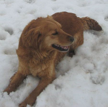 Peaches - Golden Retriever