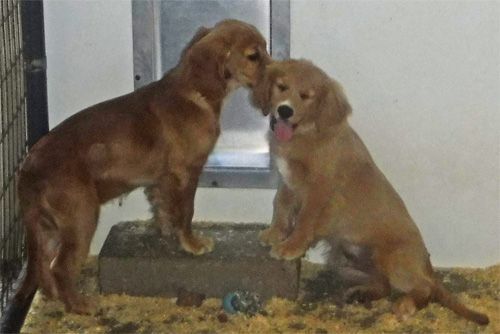 DAM: Penny & SIRE: Teddy
