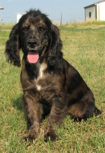 Phoenix - Colonial Cocker Spaniel