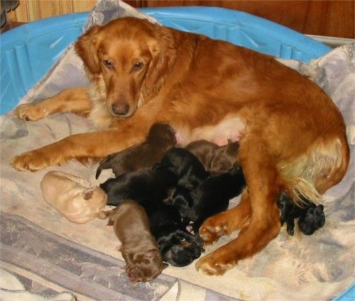 Princess - Golden Retriever