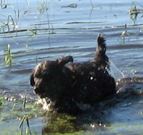 Rocky - Dakota Sport Retrievers