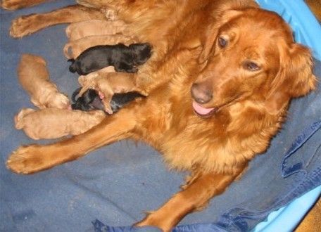 Shadow - Golden Retriever