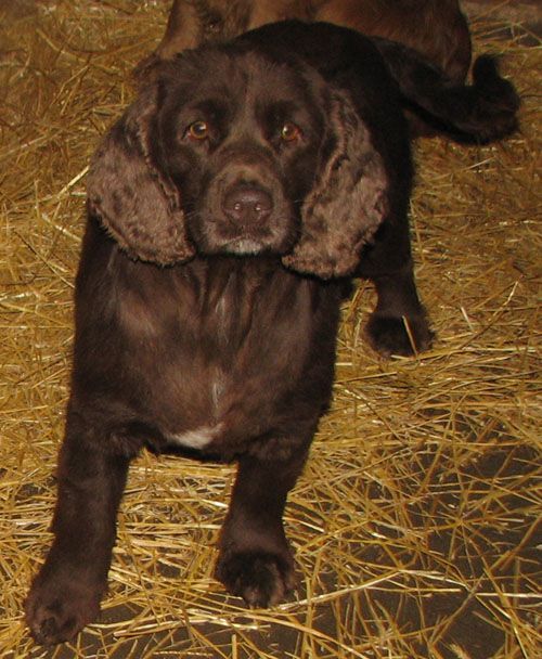 Sienna - Dakota Sport Retrievers