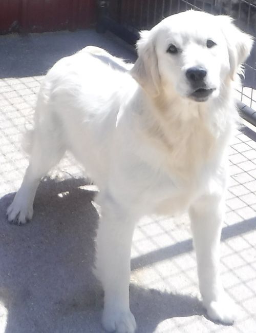 SIRE: Spike