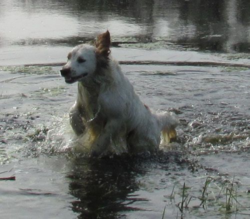 Sully - Dakota Sport Retriever