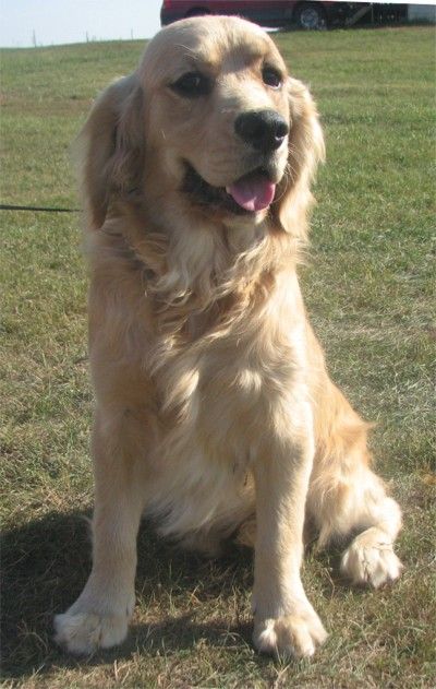 Teddy - Dakota Sport Retriever