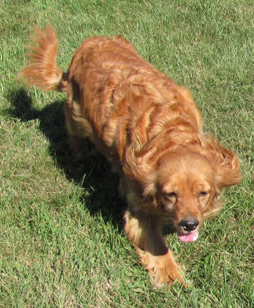 Tiara - Dakota Sport Retriever