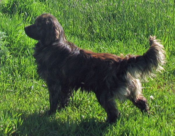 Tiger - Dakota Sport Retrievers