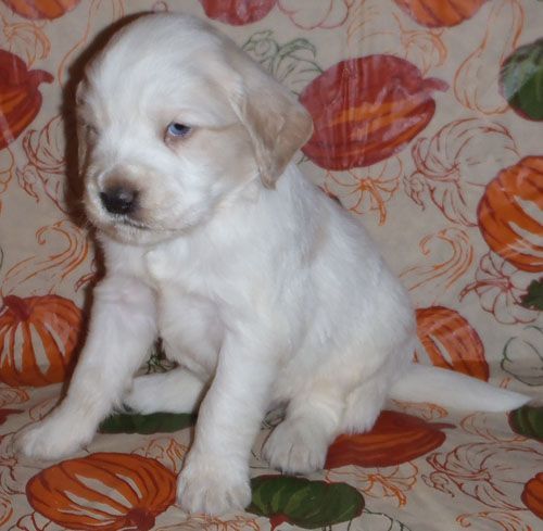 Toby