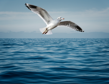 A seagull is flying over a body of water