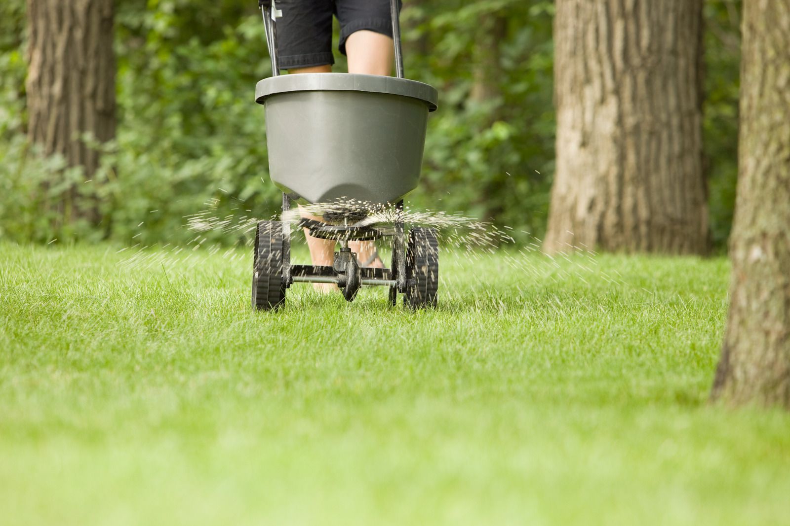 Person fertilizing lawn with a wheeled spreader; green grass and trees in the background.