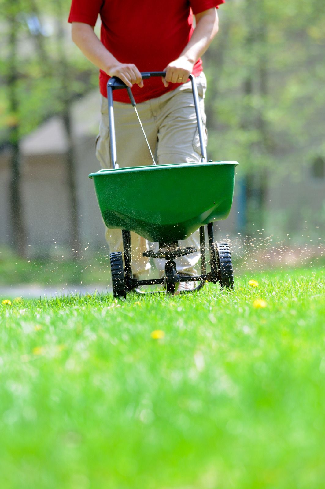 Man in red shirt pushing a green spreader across a grassy lawn.