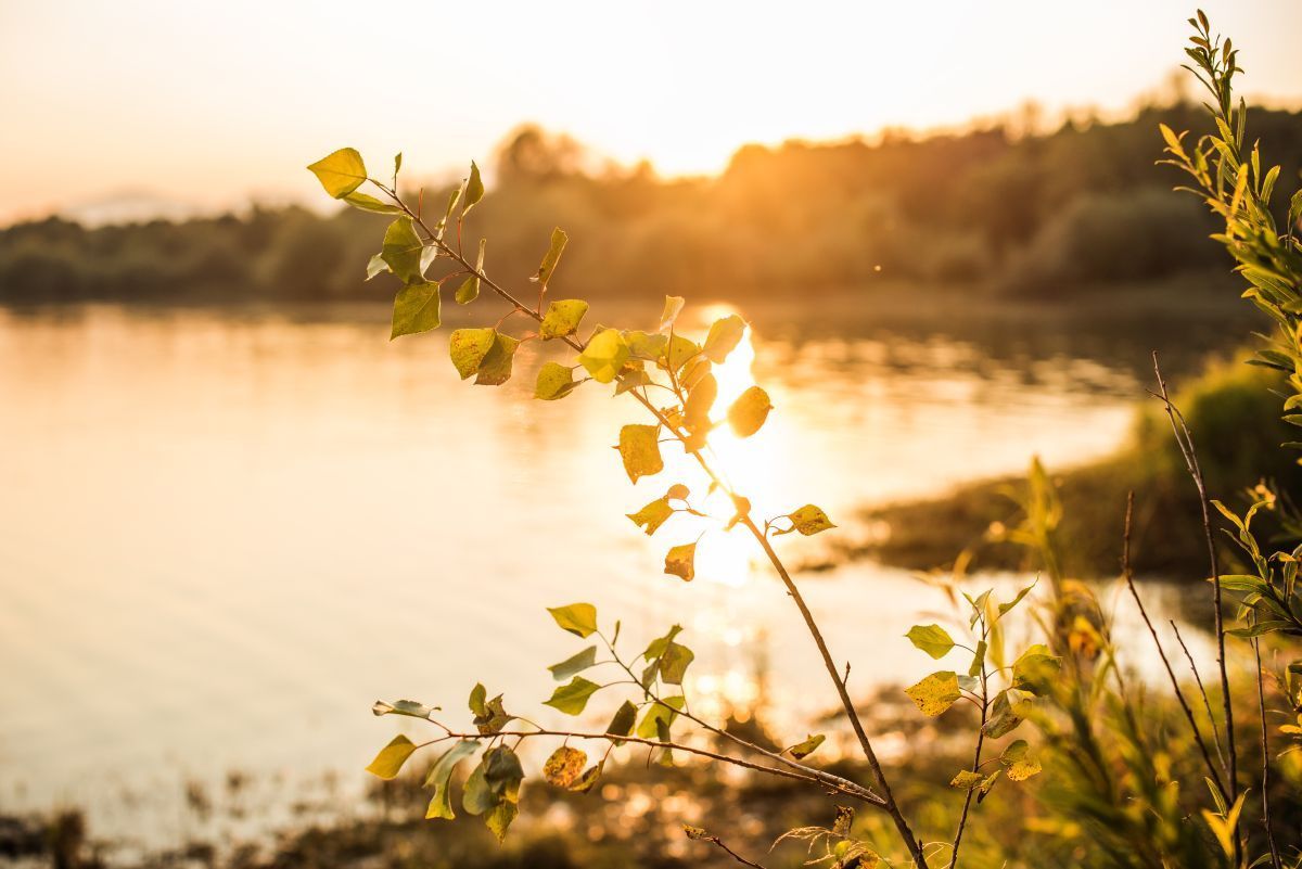 The sun is shining through the leaves of a tree near a lake.