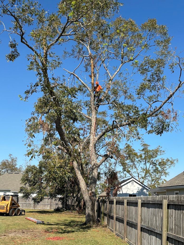A man is climbing a tree in a backyard next to a wooden fence.