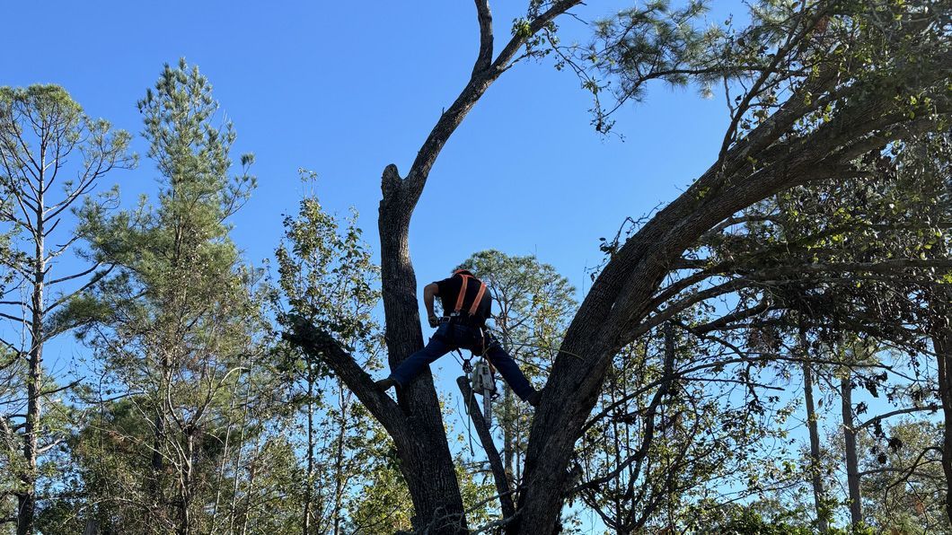 A man is climbing a tree in the woods.
