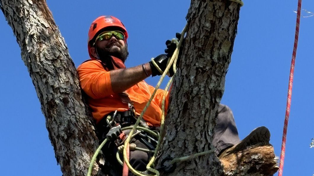 A man is climbing a tree with a rope.