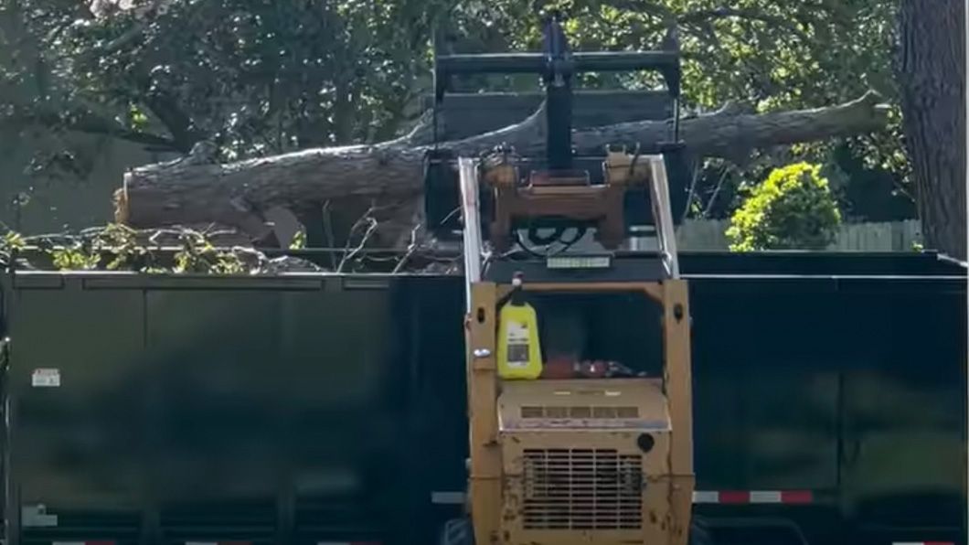 A bulldozer is loading a tree into a dumpster.