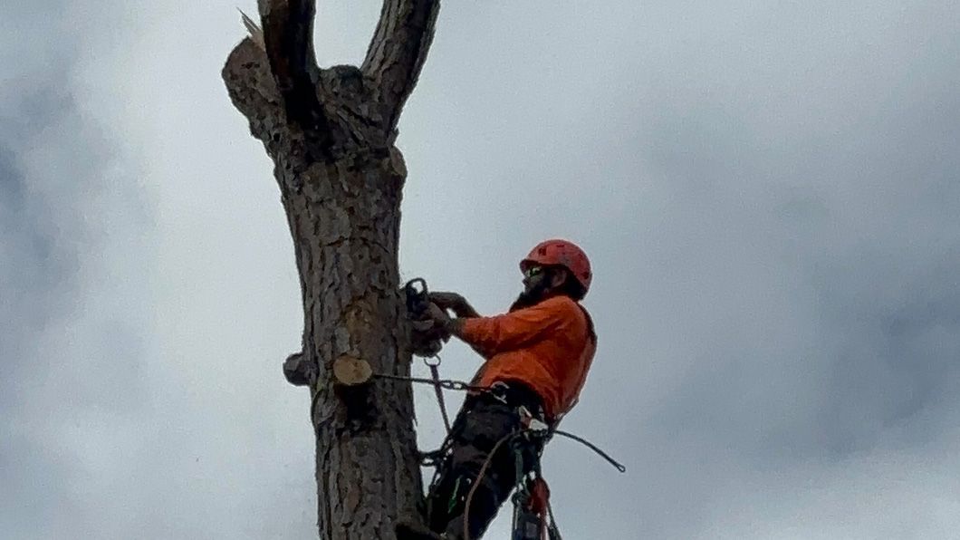A man is climbing a tree with a chainsaw.