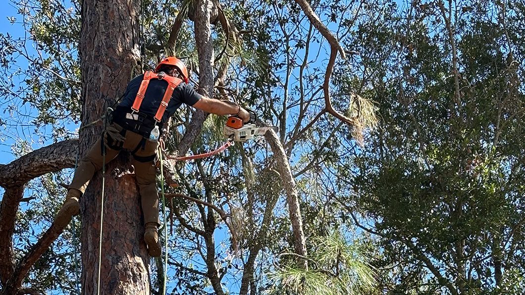 A man is climbing a tree with a chainsaw.