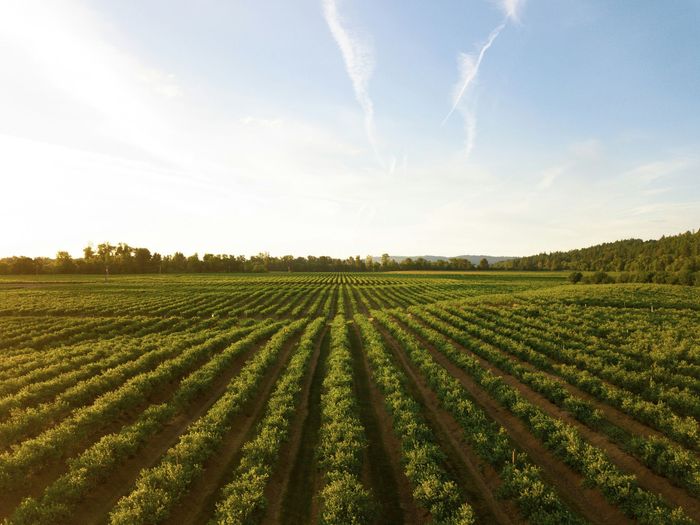 Los depositos de vinnova son aptos para multiples procesos alimentarios