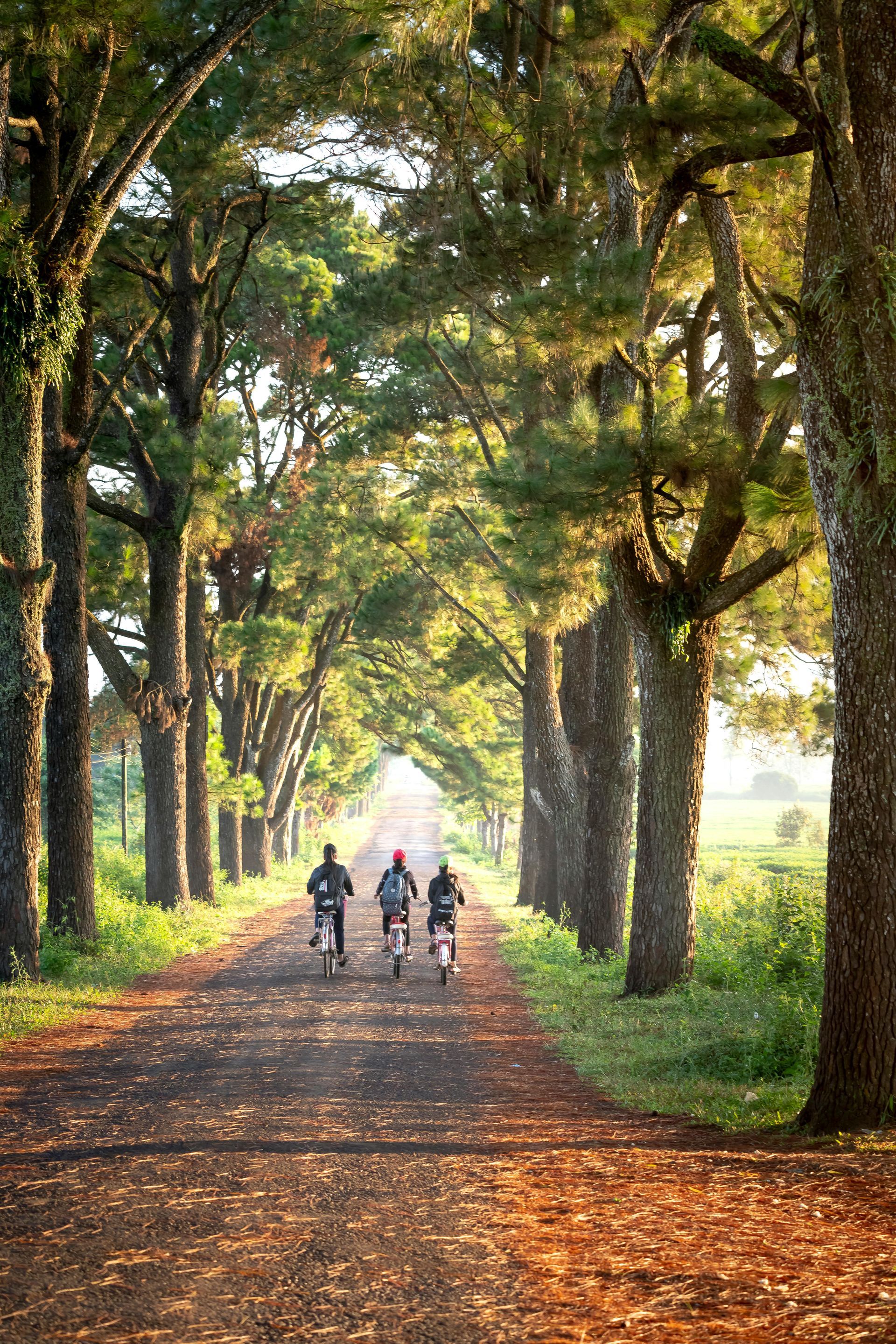 A group of people are riding bikes down a path lined with trees.