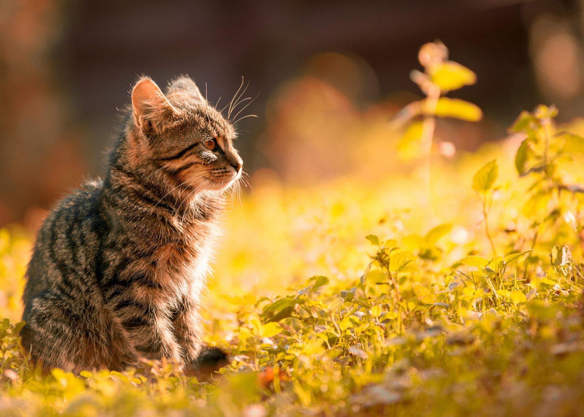 A cat is sitting in the grass looking up at the sun.