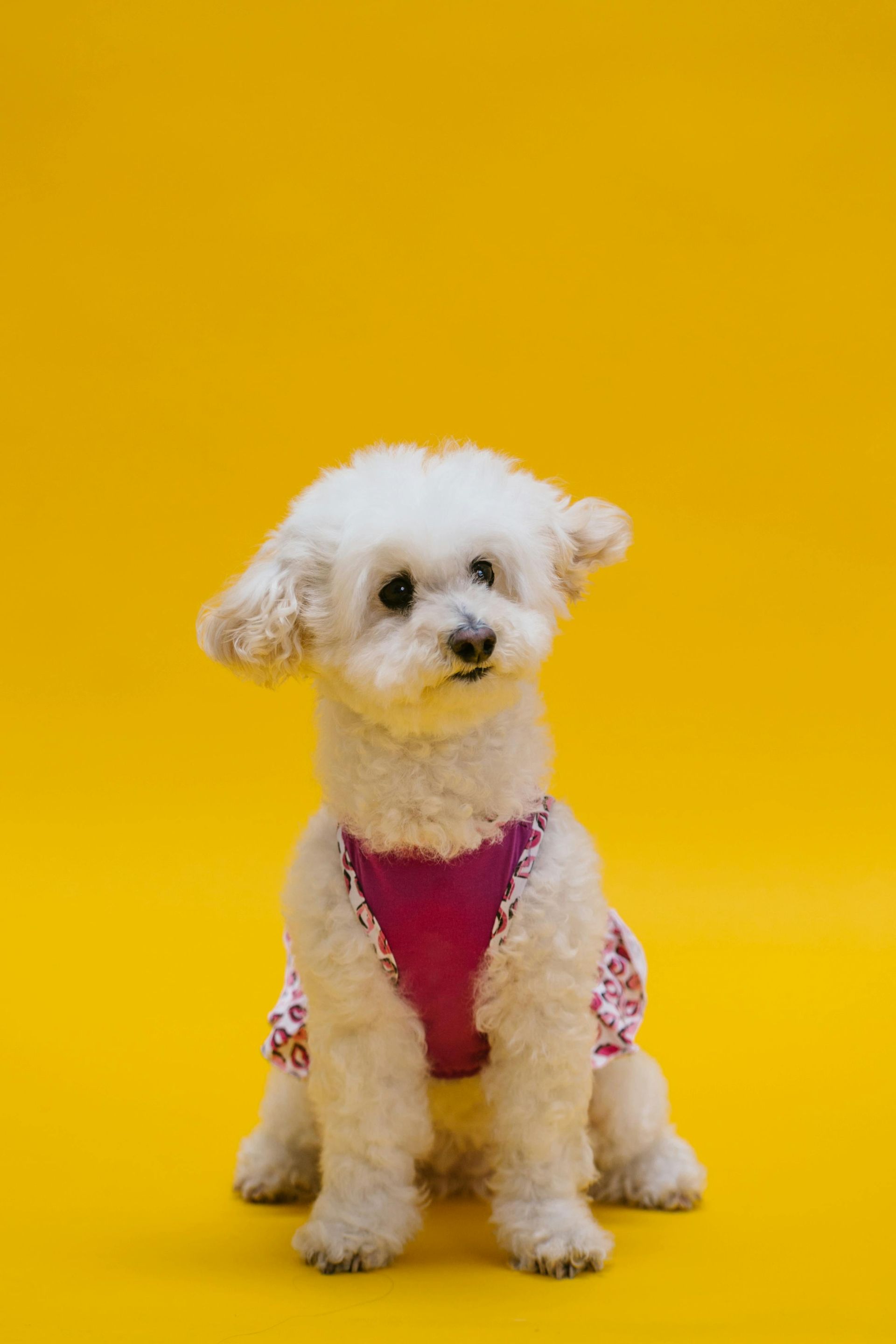 furry dog with yellow background