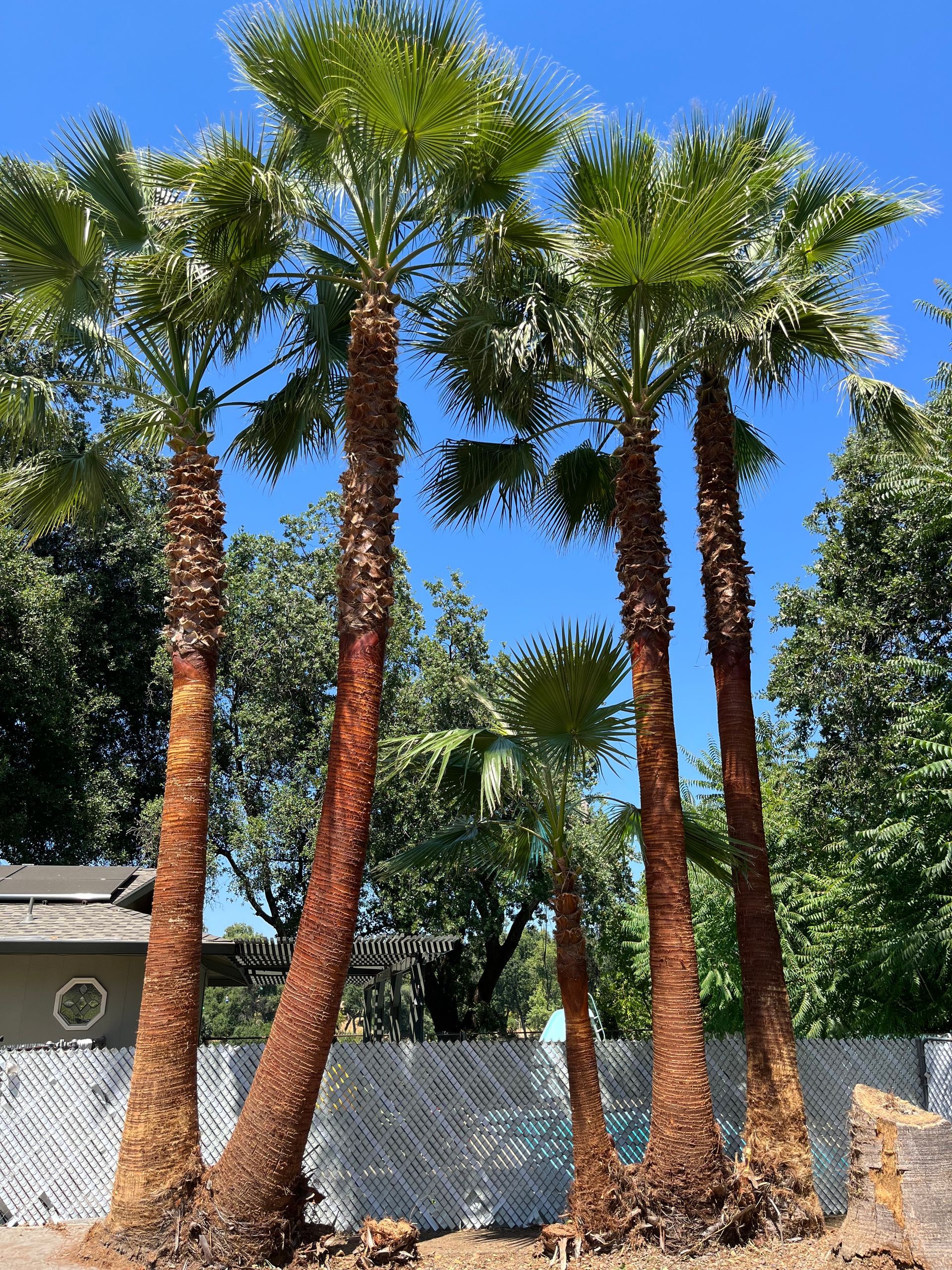 Flow State Tree Works trimming and reviving Palm trees in Anderson, CA