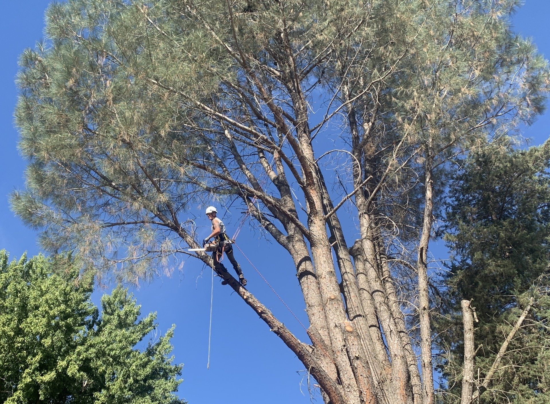 Tree Services in Redding, CA and Surrounding Areas