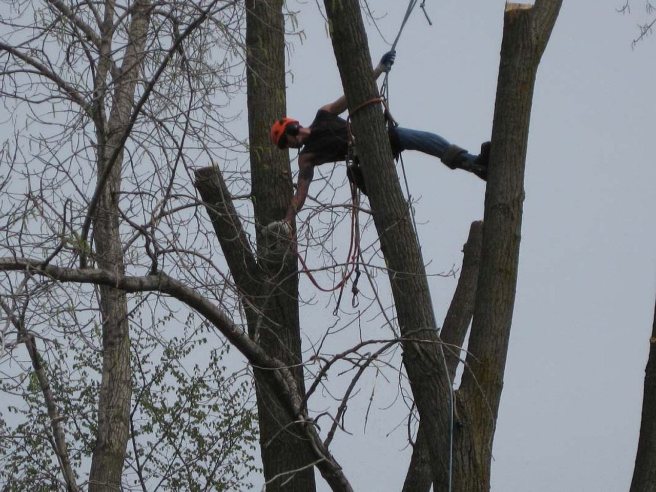 Crane Assisted Tree Removal Lou's Cutting Edge Tree Service LLC
