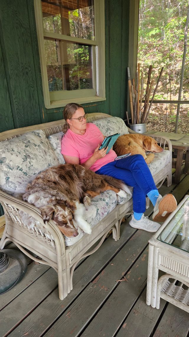 A dachshund is sitting on a blue chair and looking at the camera.