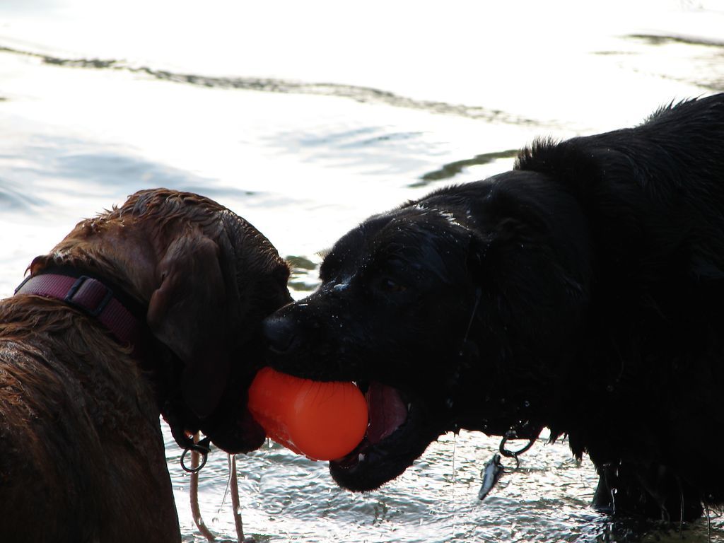 Two dogs laying in the grass with one holding a blue ball