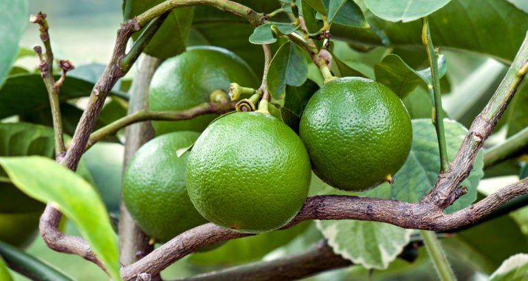 Bergamot Fruit