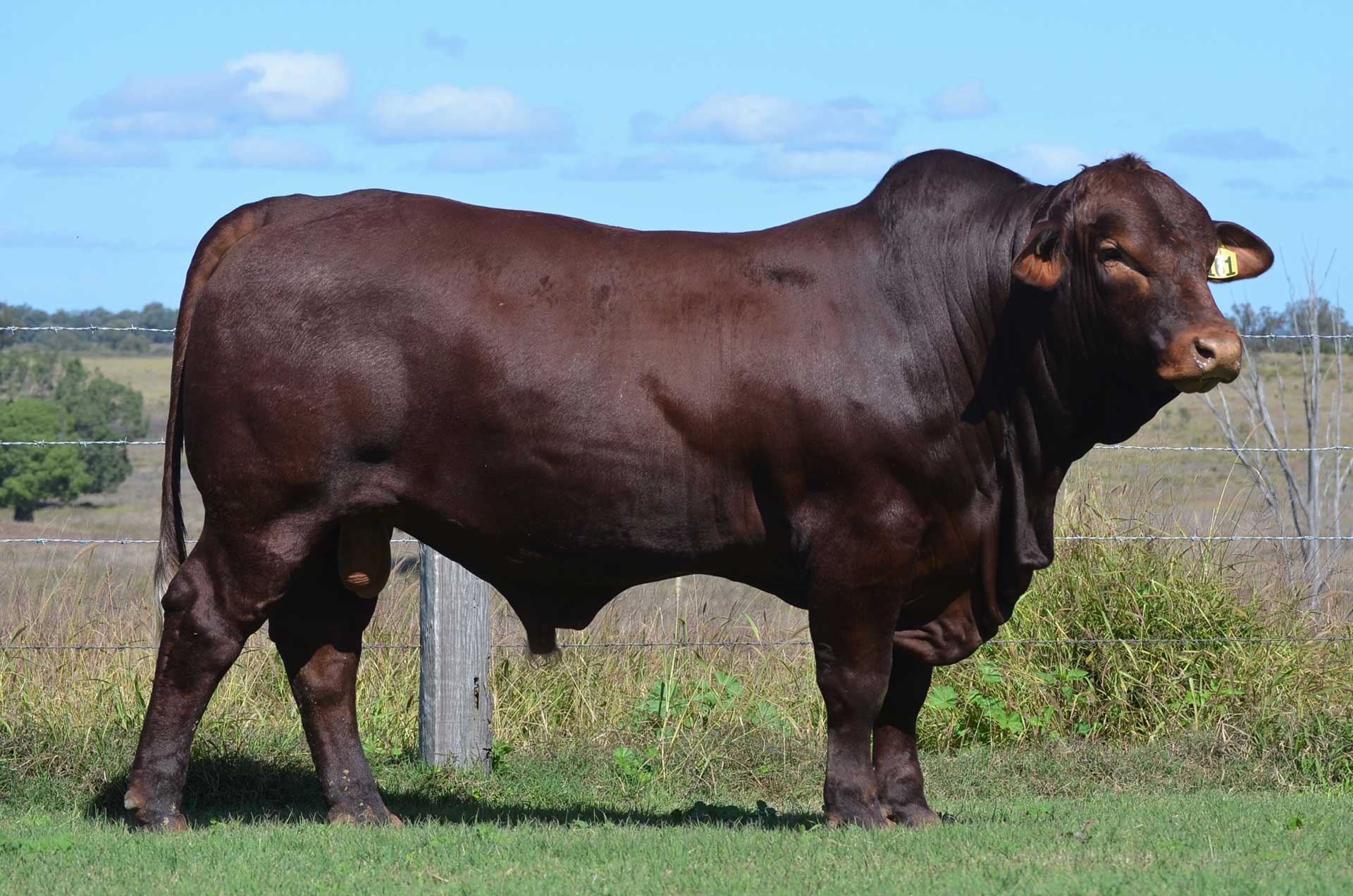 Redline Brangus - Eidsvold, QLD - Monto All-Breed Bull Sale - 2022