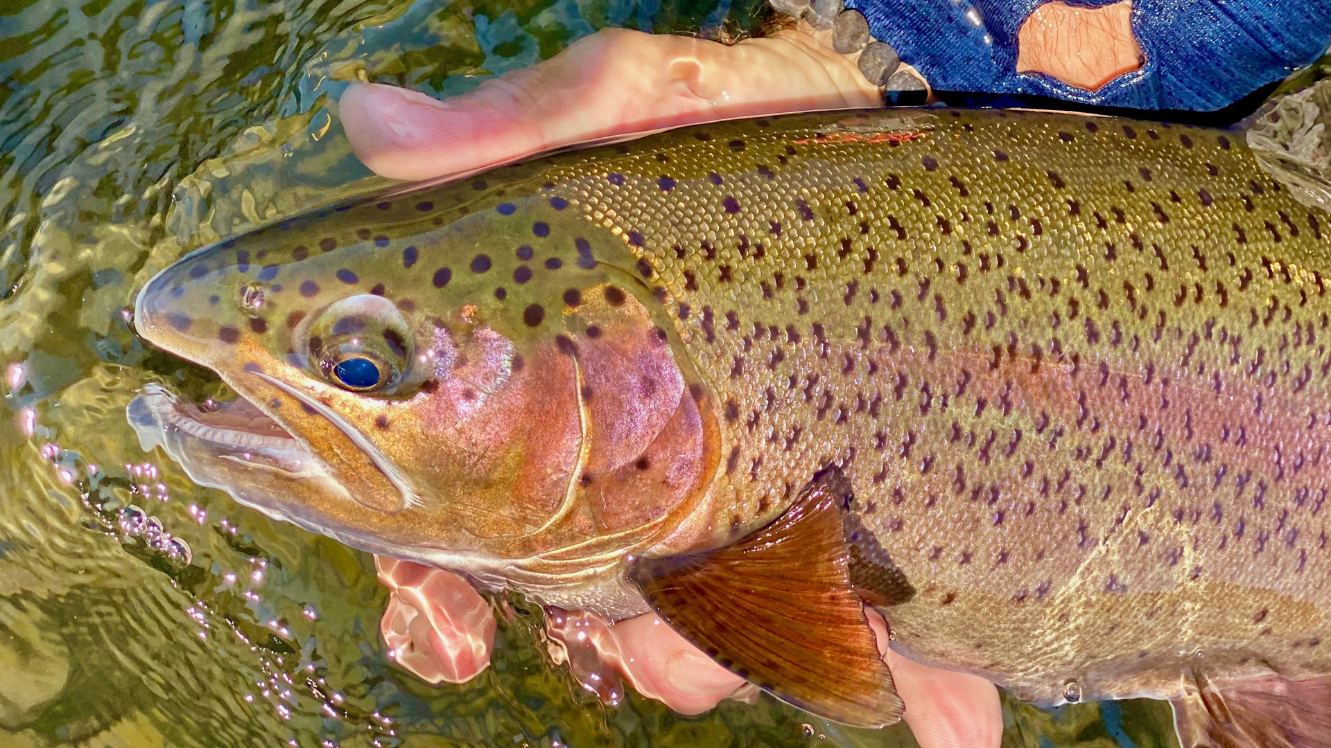 A person is holding a rainbow trout in their hands in the water.