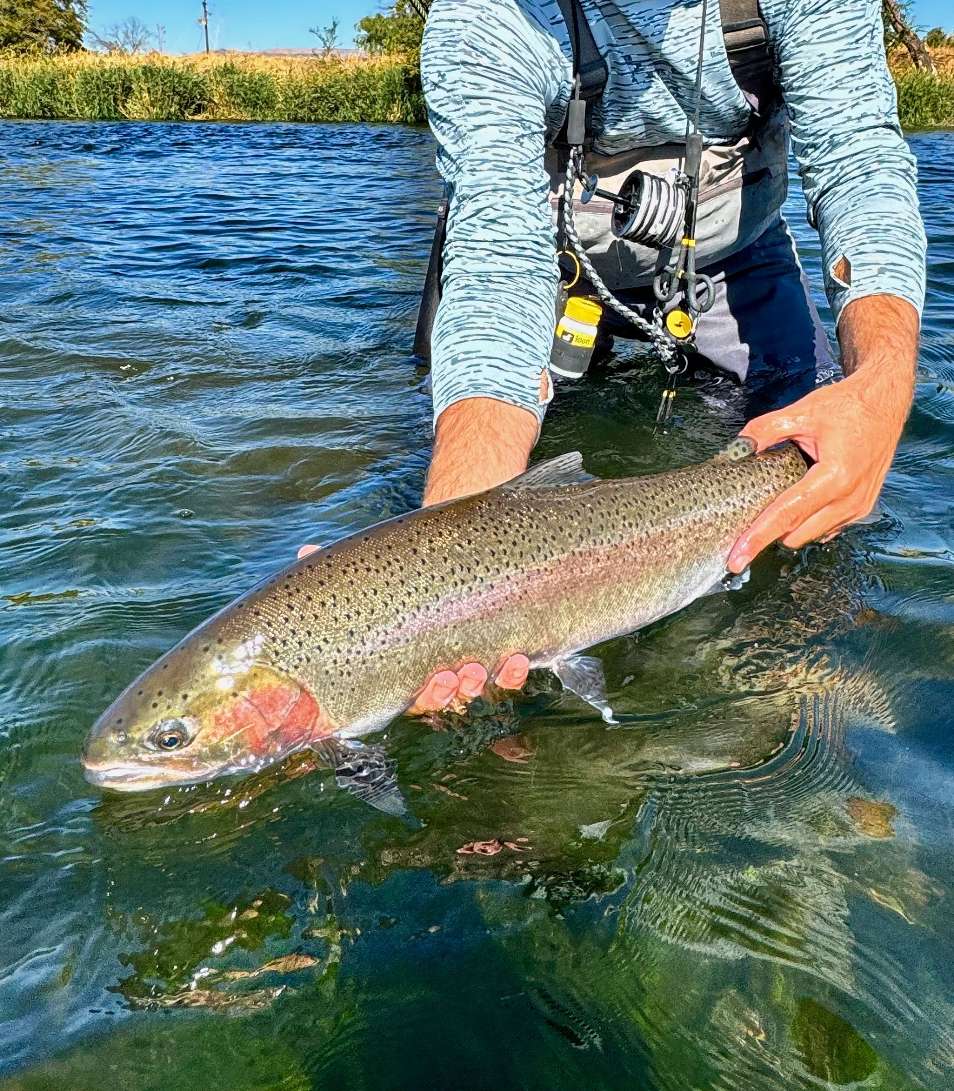 A person is holding a rainbow trout in their hands in the water.