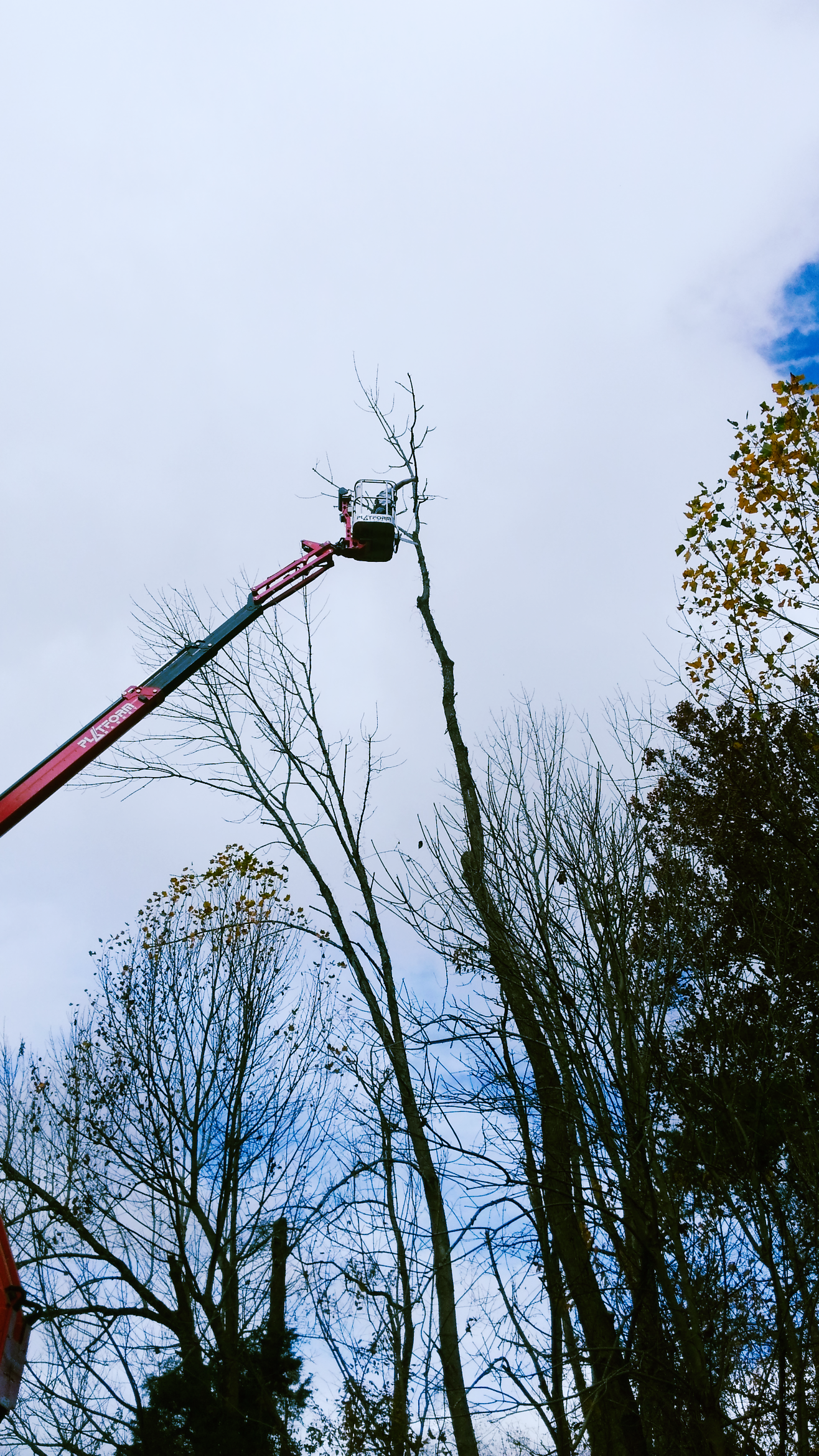 Tree trimming & maintenance — Church Hill, TN — Barrett’s Tree Experts