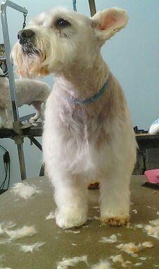 Fritz Schnauzer — Warren, MI — Fuzzy Friends Grooming