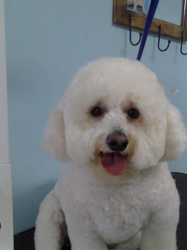 Fritz Bitchon — Warren, MI — Fuzzy Friends Grooming