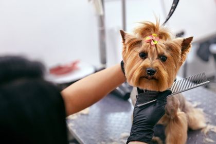 Pet Groomer Brushing Dog's Hair — Warren, MI — Fuzzy Friends Grooming