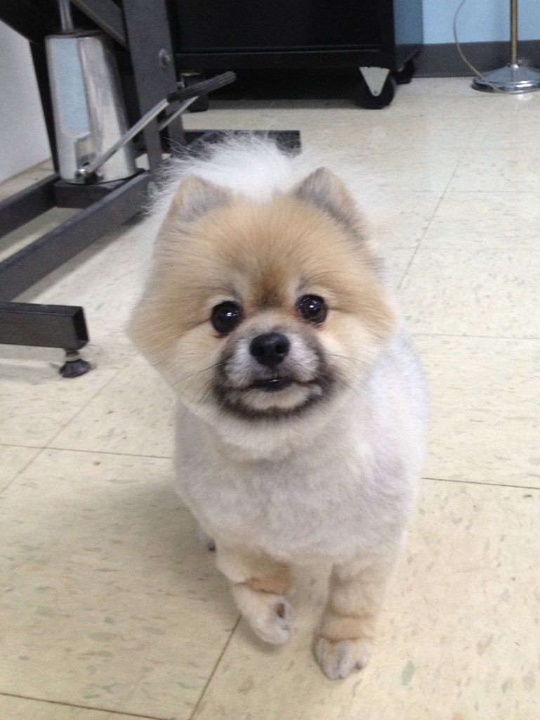 Pomeranian Dog — Warren, MI — Fuzzy Friends Grooming