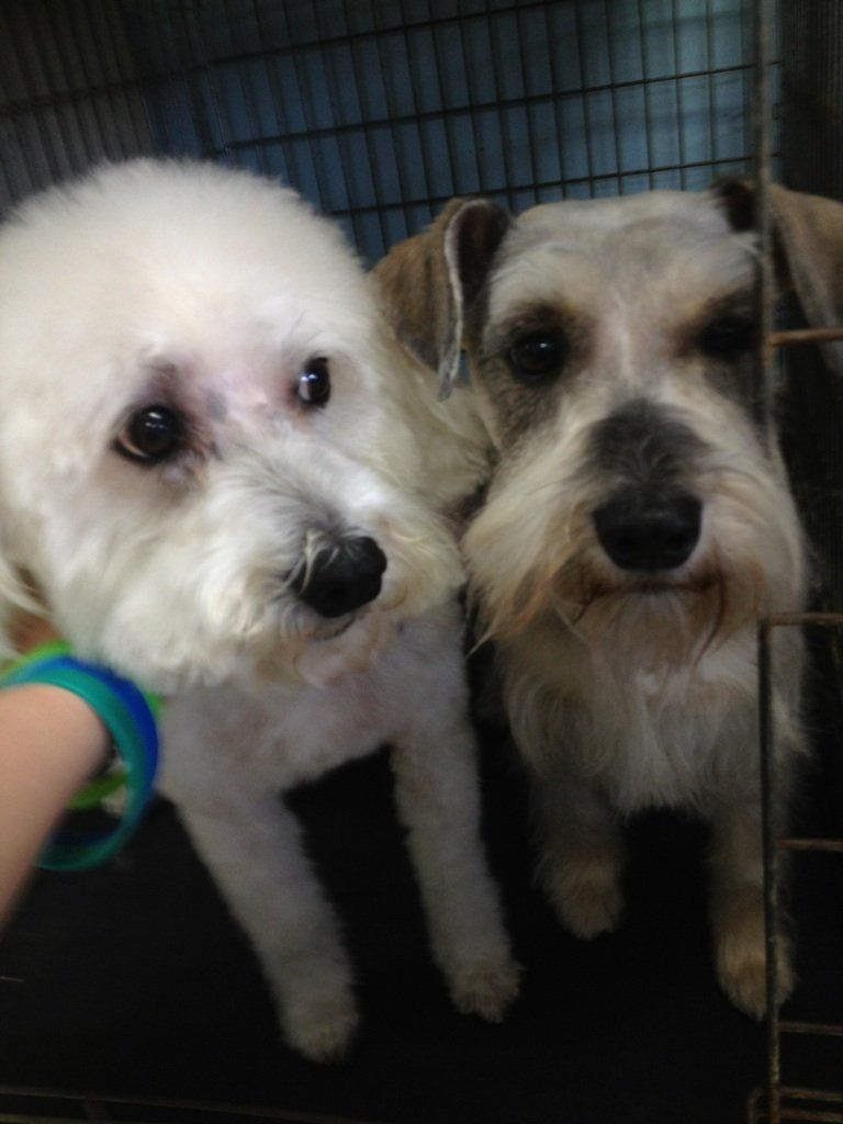 Winston and Oliver — Warren, MI — Fuzzy Friends Grooming