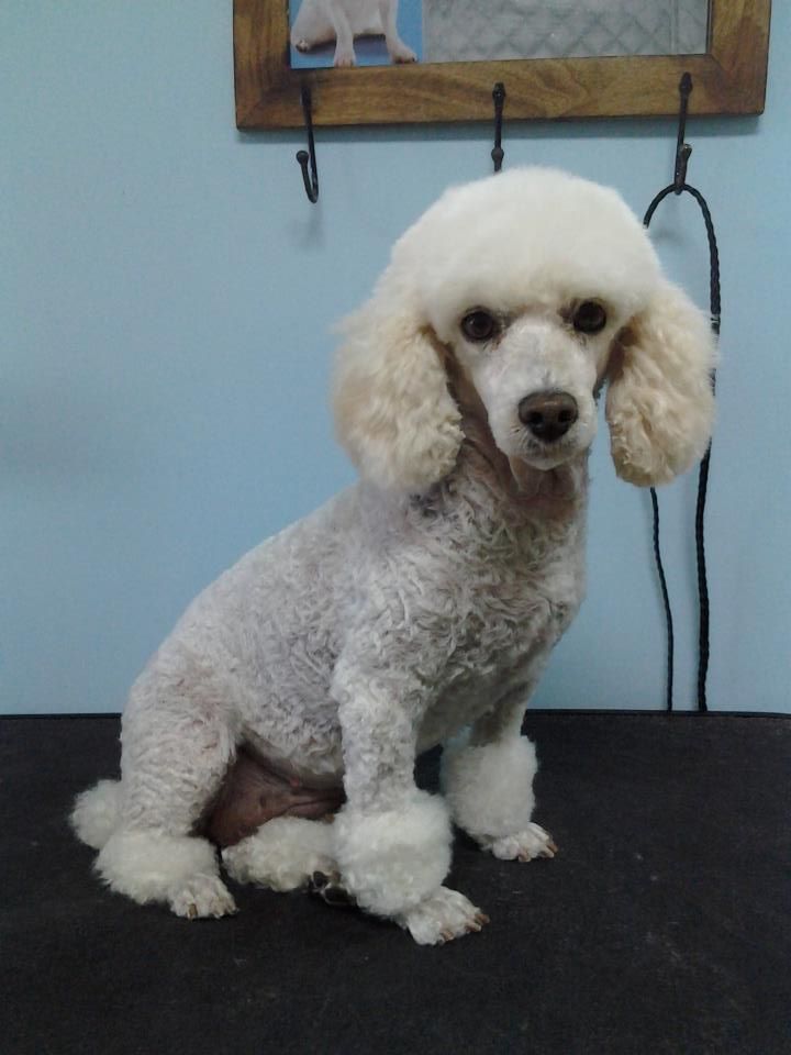 Grooming Gallery Warren, MI Fuzzy Friends Grooming