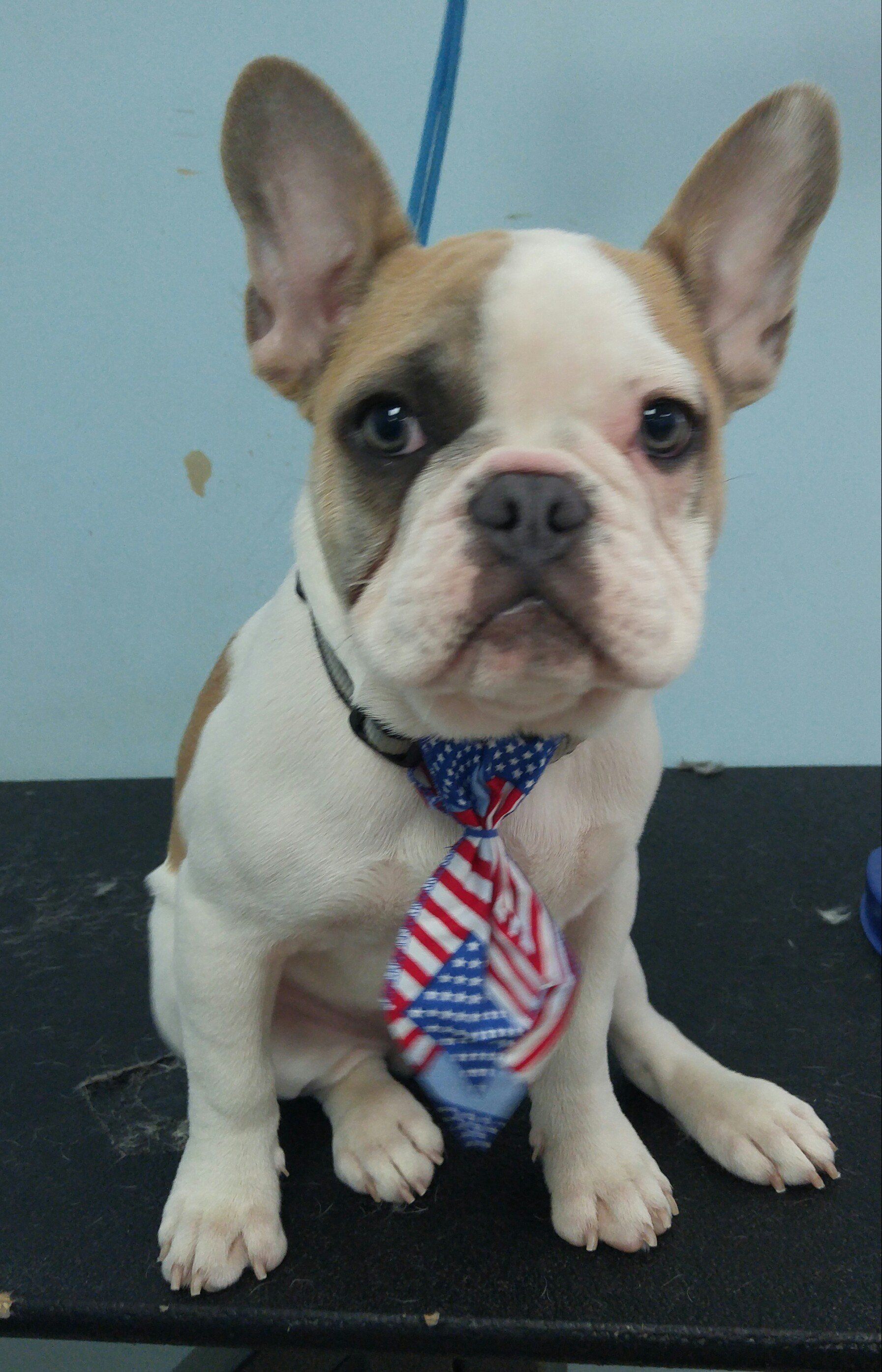 French Bulldog — Warren, MI — Fuzzy Friends Grooming
