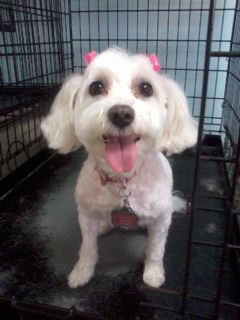 Maltipoo — Warren, MI — Fuzzy Friends Grooming
