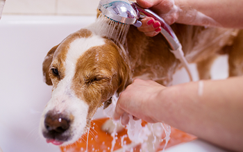 Dog Wash Service — Warren, MI — Fuzzy Friends Grooming